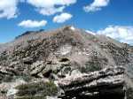 Mountain Goat
