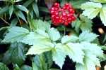 Baneberry Cluster
