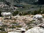  Mountain Goats Above Boulder Lake